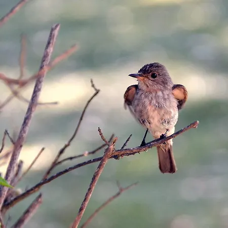 Villa L'hacienda Piscine Chauffée à 28, Spa, Boulodrome Et Court De Tennis Privés, 2 Indépendantes