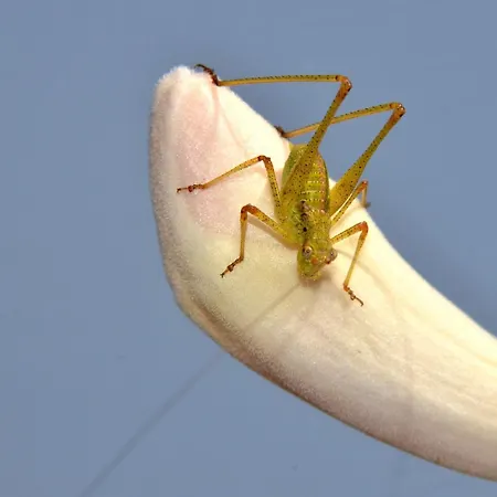 Villa L'hacienda Piscine Chauffée à 28, Spa, Boulodrome Et Court De Tennis Privés, 2 Indépendantes Porto-Vecchio (Corsica)