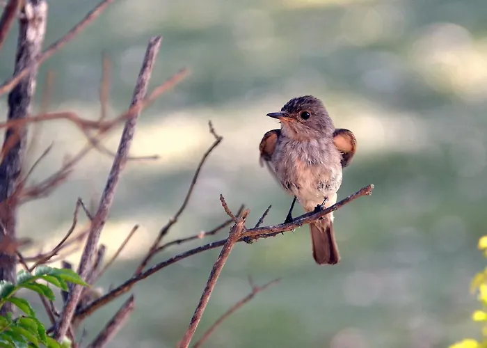 Villa L'hacienda Piscine Chauffée à 28, Spa, Boulodrome Et Court De Tennis Privés, 2 Indépendantes