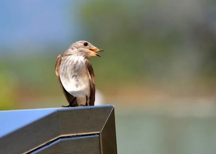 L'hacienda Piscine Chauffée à 28, Spa, Boulodrome Et Court De Tennis Privés, 2 Indépendantes