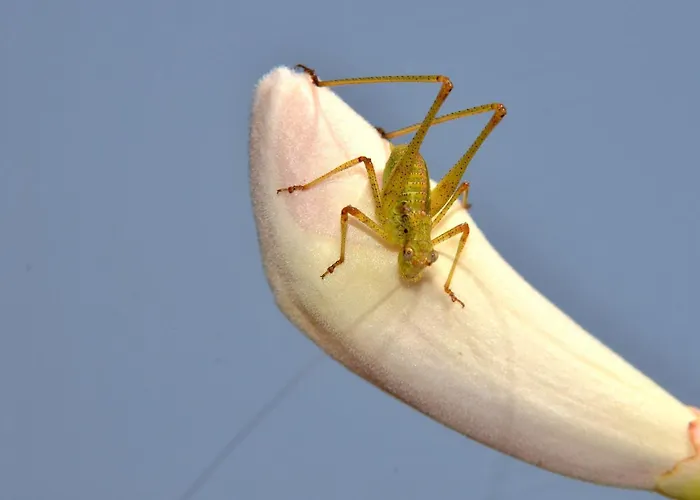 Villa L'hacienda Piscine Chauffée à 28, Spa, Boulodrome Et Court De Tennis Privés, 2 Indépendantes Porto-Vecchio (Corsica)
