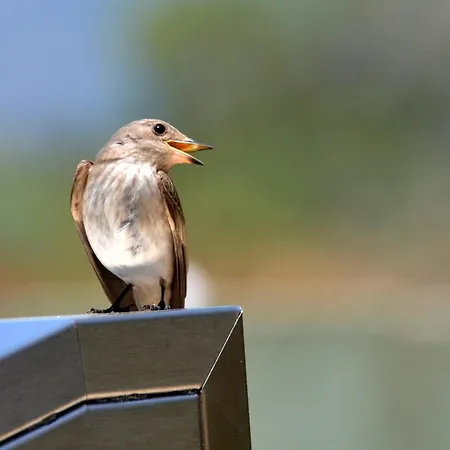 L'hacienda Piscine Chauffee A 28, Spa, Boulodrome Et Court De Tennis Prives, 2 Independantes