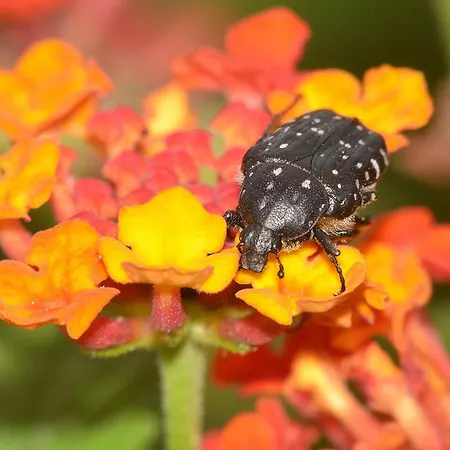 L'hacienda Piscine Chauffee A 28, Spa, Boulodrome Et Court De Tennis Prives, 2 Independantes *