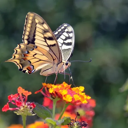 L'hacienda Piscine Chauffee A 28, Spa, Boulodrome Et Court De Tennis Prives, 2 Independantes Villa