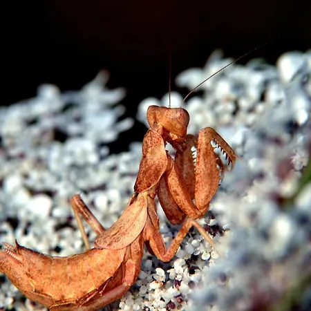 L'hacienda Piscine Chauffee A 28, Spa, Boulodrome Et Court De Tennis Prives, 2 Independantes *