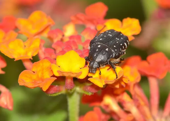 L'hacienda Piscine Chauffee A 28, Spa, Boulodrome Et Court De Tennis Prives, 2 Independantes *