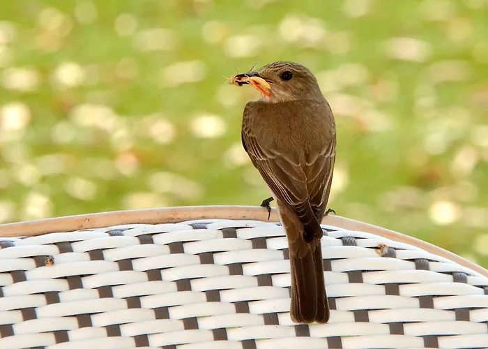 L'hacienda Piscine Chauffee A 28, Spa, Boulodrome Et Court De Tennis Prives, 2 Independantes *