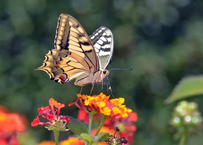 L'hacienda Piscine Chauffee A 28, Spa, Boulodrome Et Court De Tennis Prives, 2 Independantes Villa