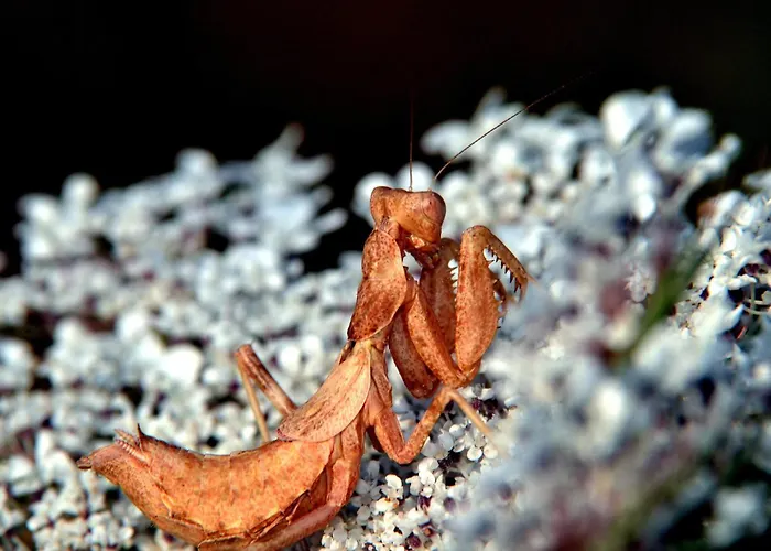 L'hacienda Piscine Chauffee A 28, Spa, Boulodrome Et Court De Tennis Prives, 2 Independantes *